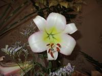 Lilie 'Beijing Moon' - Aurelian hybridy (Lilium)