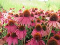 Třapatkovka nachová 'Lakota Red' (Echinacea purpurea)