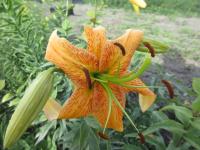 Lilie 'Beautiful Victoria' x 'Tatra' (Lilium)