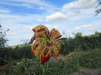 Lilie 'Fusion' - Ostatní hybridy (Lilium)
