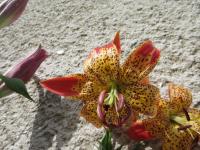 Lilie 'Fusion' - Ostatní hybridy (Lilium)