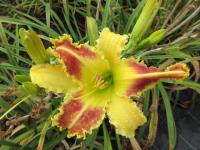 Denivka 'King Cobra'