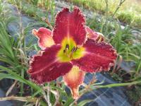 Denivka 'Venus Flytrap' (Hemerocallis)