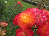 Růže 'Firebird' - Mnohokvěté růže (Rosa)