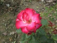 Růže 'Loulou de Cacharel' - Mnohokvěté růže (Rosa)