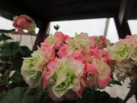 Pelargónie páskatá 'Appleblossom Rosebud' (Pelargonium zonale)