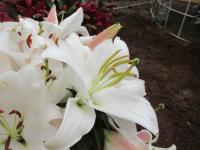 Lilie 'Forever' - OT hybridy (Lilium)
