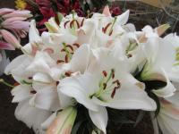 Lilie 'Forever' - OT hybridy (Lilium)
