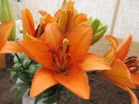 Lilie 'Foxley' - AT hybridy (Lilium)