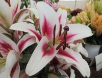 Lilie 'Gaucho' - OT hybridy (Lilium)