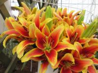 Lilie 'Avalon Sunset' - AO hybridy (Lilium)