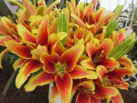 Lilie 'Avalon Sunset' - AO hybridy (Lilium)