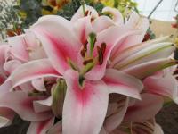 Lilie 'Frontera' - OT hybridy (Lilium)