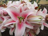 Lilie 'Frontera' - OT hybridy (Lilium)