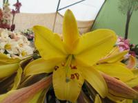 Lilie 'Golden Splendor' - Aurelian hybridy (Lilium)
