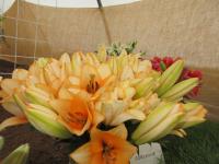 Lilie 'Orange Emperor' - AO hybridy (Lilium)