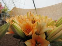 Lilie 'Orange Emperor' - AO hybridy (Lilium)