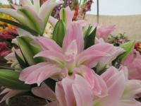 Lilie 'Lotus Breeze' - Orientální hybridy (Lilium)