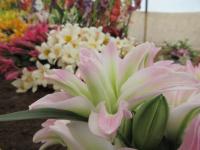 Lilie 'Lotus Breeze' - Orientální hybridy (Lilium)