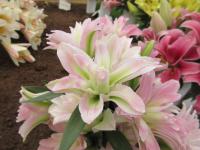 Lilie 'Lotus Breeze' - Orientální hybridy (Lilium)