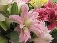 Lilie 'Lotus Breeze' - Orientální hybridy (Lilium)