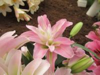 Lilie 'Lotus Breeze' - Orientální hybridy (Lilium)