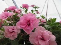 Kalibrachoa 'Mf Neo Double Pink' (Calibrachoa)