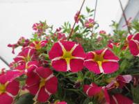 Kalibrachoa 'Rave Magenta Island' (Calibrachoa)
