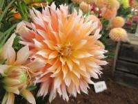 Jiřinka 'Apelsini Sniega' (Dahlia)