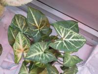 Syngonium 'Arrow' (Syngonium podophyllum)