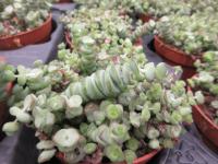 Tlustice 'Hottentot'