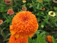 Ostálka sličná 'Skabiosa' (Zinnia elegans)