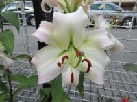 Lilie 'Pretty Woman' - OT hybridy (Lilium)
