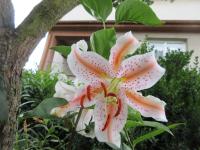 Lilie 'Wedding March' - Orientální hybridy