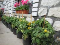 Lilek rajče 'Aztek'