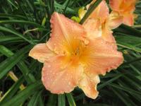 Denivka 'Thirty Seconds Over Tokyo' (Hemerocallis)