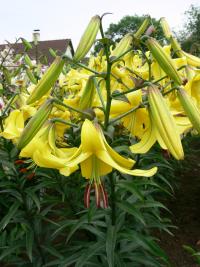 Lilie 'Rococo' - OT hybridy (Lilium)