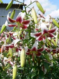 Lilie 'Sarabande' - OT hybridy (Lilium)