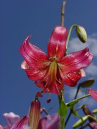 Lilie 'Eurydike' - Asijské hybridy vysoké (Lilium)