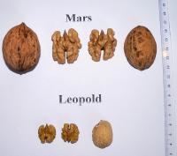 Ořešák královský 'Mars' - odrůdy ze sortimentu Mars a Leopold