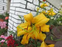 Lilie 'Balinka' - Aurelian hybridy (Lilium)