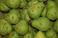Hrušeň obecná Lucasova mrazem malovaná (Pyrus communis)