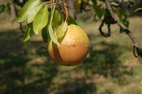Hrušeň obecná Bergamotka poškozená mrazem (Pyrus communis)