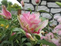 Lilie 'Isabella' - Orientální hybridy