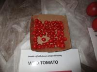 Rajče divoké 'Wild Tomato'