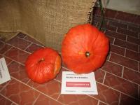 Tykev obrovská 'Rouge Vif d'Étampes'