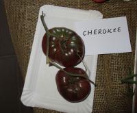 Lilek rajče 'Cherokee'