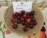 Třešeň ptačí 'Rivan'