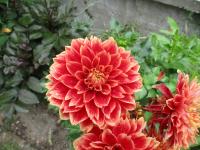Jiřinka 'Uršula Kluková' - Dekorační jiřinky (Dahlia)