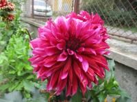 Jiřinka 'Tanita' - Dekorační jiřinky (Dahlia)